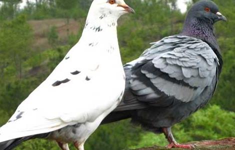 肉鸽养殖中如何提高肉鸽产蛋率