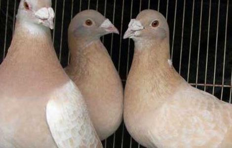 鸽子养殖户如何才能引进优良肉鸽品种