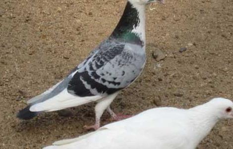 肉鸽冬季养殖的五条保护措施