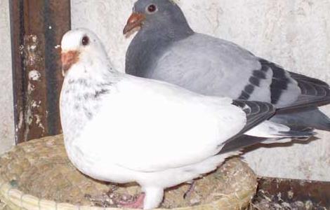 肉鸽冬季养殖的五条保护措施