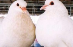 肉鸽常见疾病防治技术