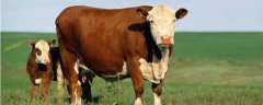养殖肉牛利润与成本，附前景分析