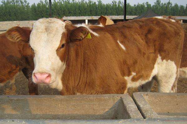 养殖肉牛利润与成本，附前景分析