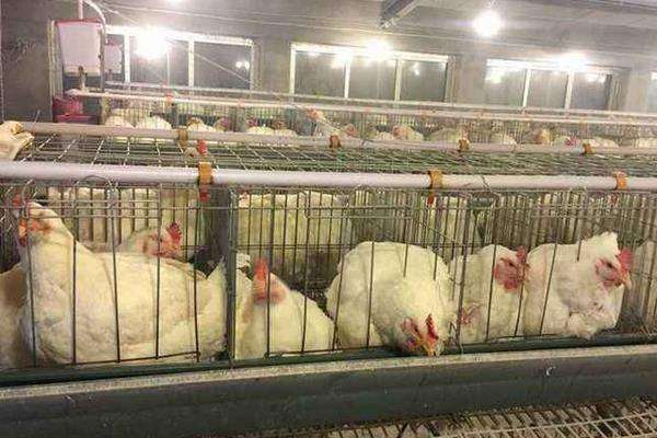 大棚养殖肉鸡利润和成本多少