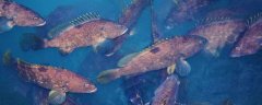 石斑鱼养殖密度