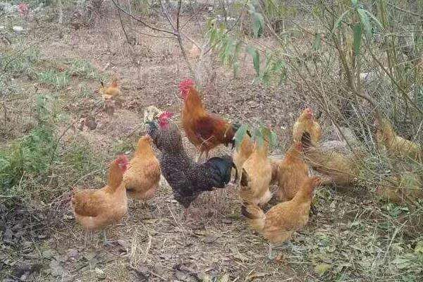 用桑叶养鸡的方法