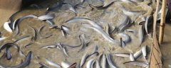 鳗鱼养殖条件