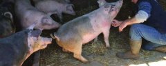 母猪感染非洲猪瘟的症状