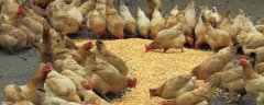 养鸡怎么预防鸡瘟