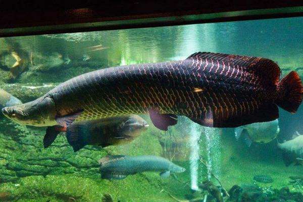 巨骨舌鱼养殖方法
