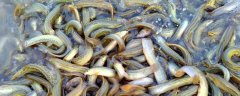 水泥池泥鳅高密度养殖技术，科学合理的饲料投喂很重要