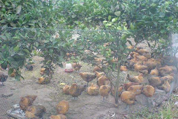 果园养鸡密度