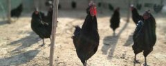 黑凤鸡怎么养 黑凤鸡养殖技术与注意事项