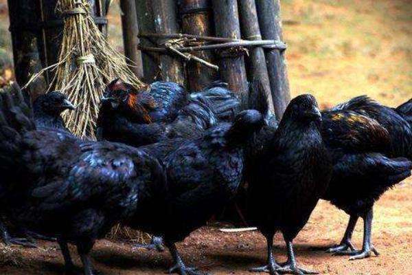 黑凤鸡怎么养 黑凤鸡养殖技术与注意事项