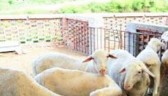羊创伤性网胃炎的症状表现、预防与治疗方法