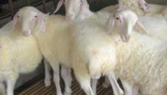 小尾寒羊的生产优势 小尾寒羊放牧补饲技术要点