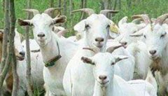 奶山羊怀孕母羊、羔羊与泌乳母羊的饲养管理