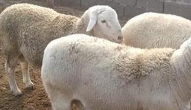 肉羊快速育肥在管理技术