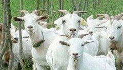 肉羊夏季常见病有哪些，如何防治？
