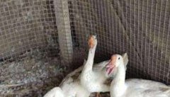 鹅蛋自然孵化技术要点，母鹅孵抱期的操作管理