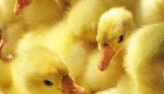 鹅的人工孵化转为电器孵化，鹅的孵化技术简介