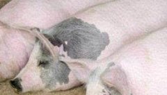 如何缩短母猪的繁殖周期，提高种猪的利用效率