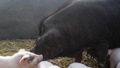 怎样防治母猪无乳综合症，有哪些具体类型？