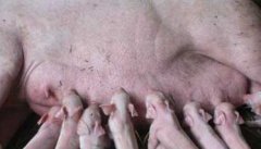 影响哺乳母猪泌乳量的主要因素是什么？