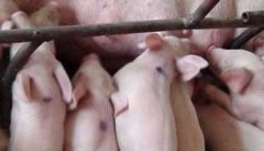 母猪化胎是什么意思，如何防止母猪化胎？