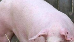 母猪生产繁殖应激的原因、症状表现与防治要点