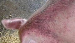 怎样治疗怀孕母猪不吃食，其发病原因是什么？