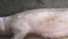 母猪难产有哪些几种类型 怎样处理二元母猪难产