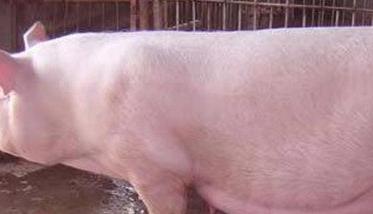 母猪怀孕前期饲料配方