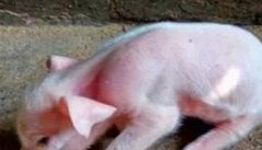 猪伪狂犬病的症状和诊断、防治方法