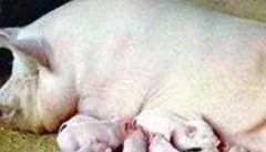 母猪产后缺乳的原因及防治对策
