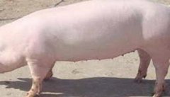 哺乳母猪的饲养管理关键技术