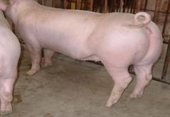 种母猪饲养方法 种母猪饲养管理技术