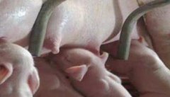 不同情况下的母猪催乳方法