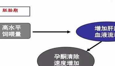 妊娠母猪胚胎死亡的原因