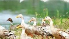 鸭的生物学特性及其生活习性