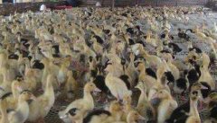 越冬蛋鸭高产饲养管理技术和疫病防治技术