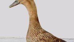 如何根据鸭的外貌与生理特征选择种鸭