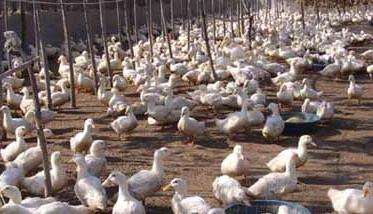 鸭子圈养的养殖管理技术要点