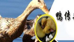 鸭传染性浆膜炎症状 鸭传染性浆膜炎治疗方法