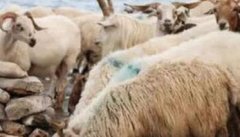 春季给羊饮水需要注意什么 如何科学地给羊饮水