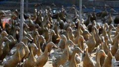 遵循养殖规律才能提高养鸭效益