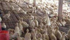调整肉鸭饲料的营养结构，提高饲料利用率