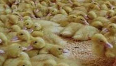 雏鸭养殖管理注意事项