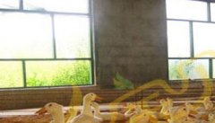 发酵床生态养鸭技术的优点