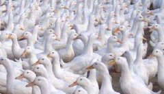 种鸭养殖技术 种鸭圈养管理的三个重点